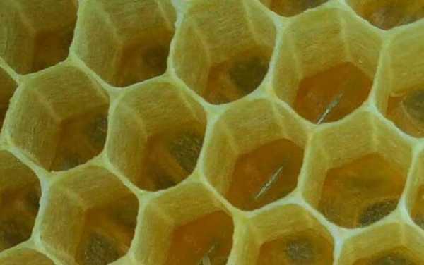蜂脾上有棉虫怎么办 蜂脾为什么长棉虫