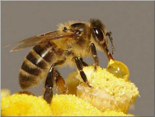 蜜蜂怎么把蜜交给蜂王_蜜蜂怎么把蜜带回巢里