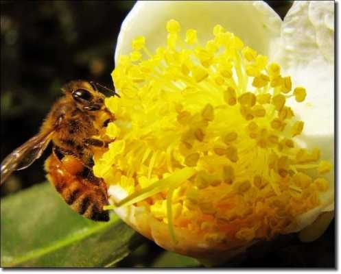 蜜蜂采茶花中毒怎么办呢