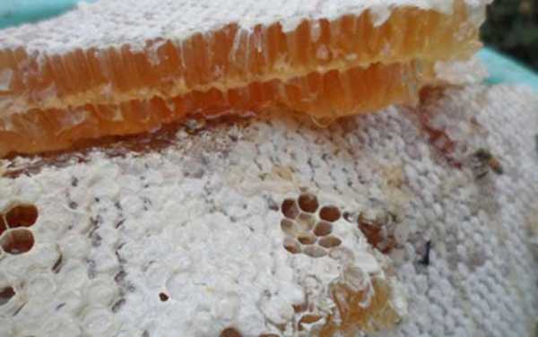 蜂巢蜜治什么病,蜂巢蜜作用 
