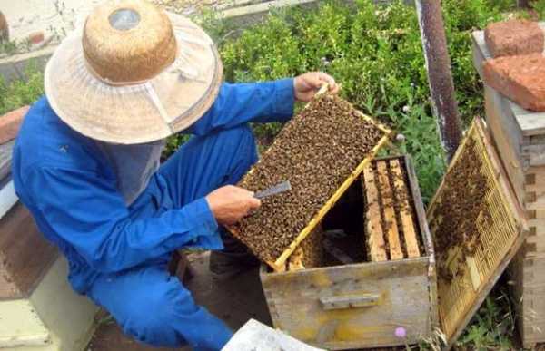 蜜蜂怎么养殖（蜜蜂怎么养殖技术教程）