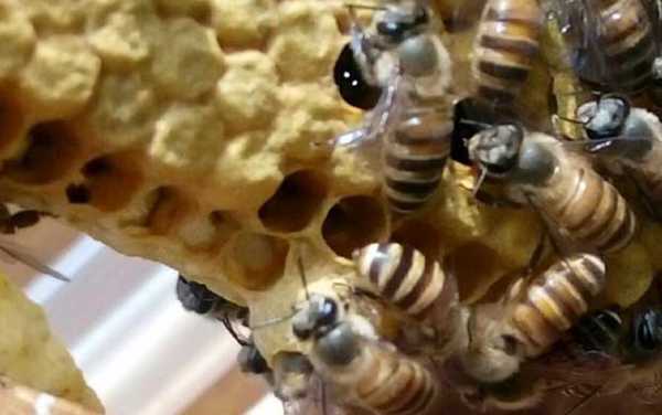 蜜蜂怎么分蜂,蜜蜂最简单的分蜂方法 