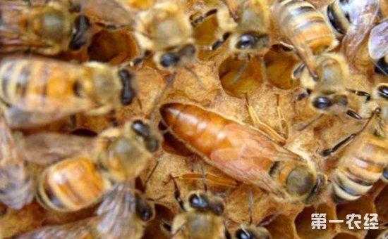 蜜蜂小螨怎么治视频,蜜蜂小蜂螨怎么治 