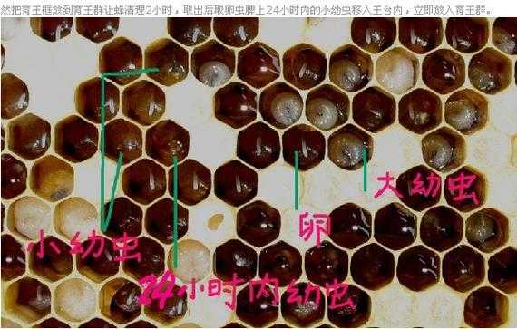 蜜蜂工产怎么处理巢脾,蜜蜂巢脾怎么造的 