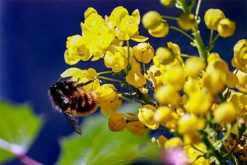 为什么花很多蜜很少（为什么花朵需要蜜蜂的采蜜才能结果?）