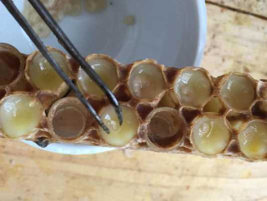 蜜蜂王胎怎么吃美荣,蜜蜂王胎的制作 