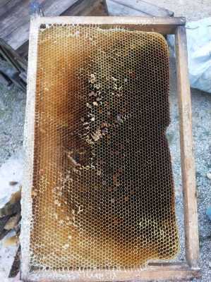 蜜蜂巢脾怎么食用