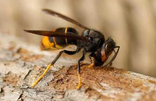 黄蜂 虎头蜂 黄脚虎头蜂是什么蜂