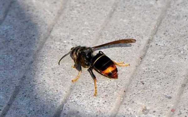 黄蜂 虎头蜂 黄脚虎头蜂是什么蜂