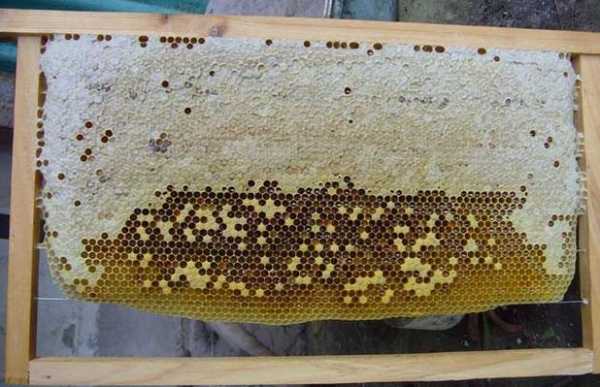 怎样让蜜蜂在蜂脾上筑巢 蜜蜂怎么在巢脾上做窝
