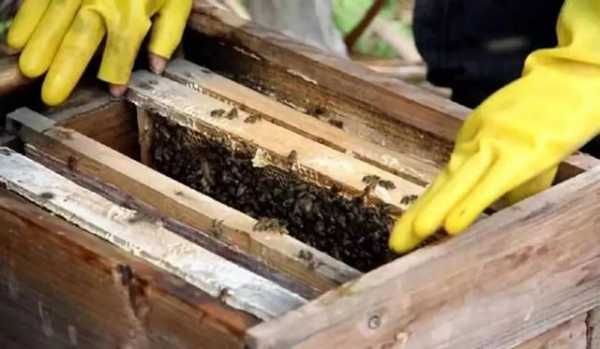 夏季怎么刺激蜜蜂造脾