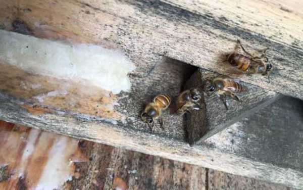  怎么防止蜜蜂采甘露「蜜蜂怎么防止蜂王逃跑」