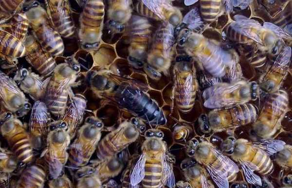 中蜂有什么好品种
