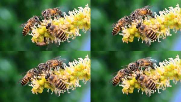 蜜蜂怎么收花粉（蜜蜂采花粉回来怎样处理）