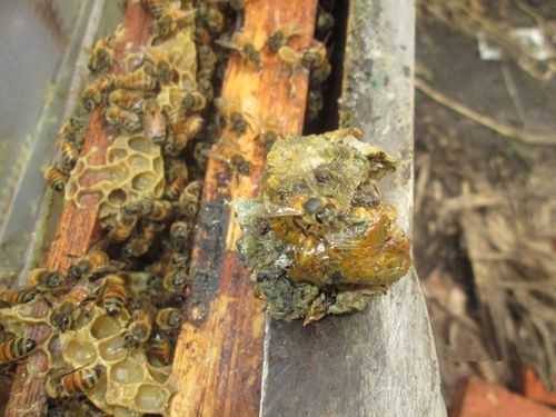 什么样的蜜蜂产蜂蜜-什么样的蜜蜂产蜂胶