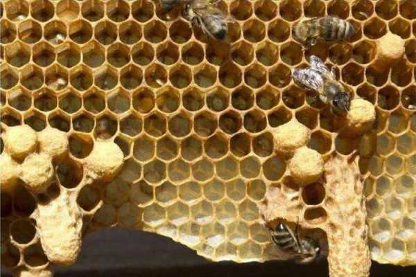 为什么雄蜂可以进出别的蜂巢-为什么蜂房雄蜂多