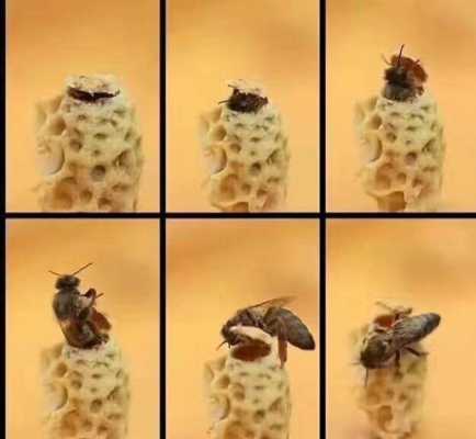 蜜蜂王台是怎么形成的 蜜蜂王台是怎么造的