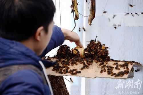 收的野蜂怎么喂养-收的野蜂怎么喂