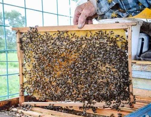 秋季流蜜期怎么管理_流蜜期如何管理蜂群