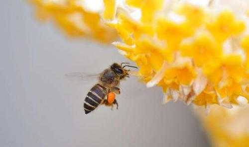 蜜蜂为什么不采花 为什么蜜蜂不采蜜