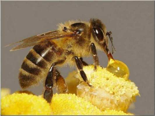 蜜蜂吃什么和蜜蜂的生活_蜜蜂是吃什么东西为生的