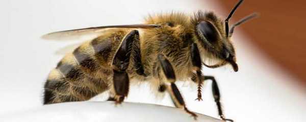 蜜蜂到底是什么-密蜂是什么虫