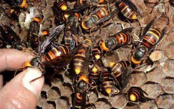 地雷蜂吃蜜蜂怎么办-吃雷蜜蜂药有什么坏处