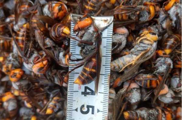地雷蜂吃蜜蜂怎么办-吃雷蜜蜂药有什么坏处