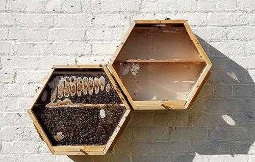 蜜蜂蜂窝怎么做 蜜蜂蜂窝能做什么