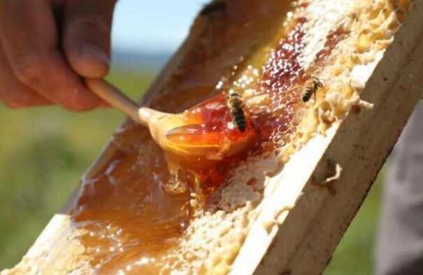 蜂蜜擦在伤口上有好处吗-怎么把蜂蜜抹在刀口上