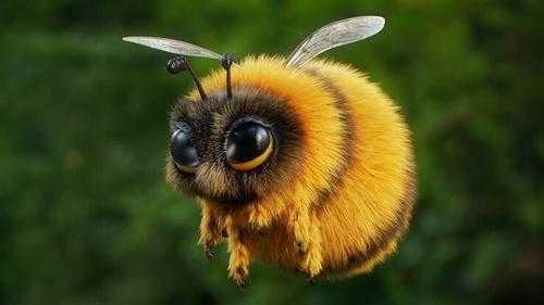 世界上有什么蜜蜂蜜蜂_世界上有什么蜜蜂图片