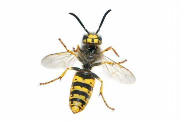 黄色的蜜蜂是什么品种