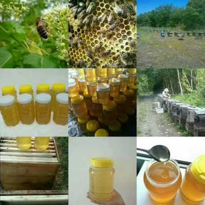 东北的蜂蜜有哪几种-东北蜂蜜是什么蜜蜂
