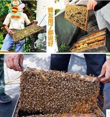 蜜蜂怎么样做巢础快（蜜蜂怎么做蜂巢 视频）