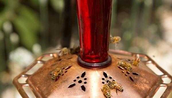 蜜蜂喂了糖水后反而出勤-蜜蜂吃了糖水后怎么做