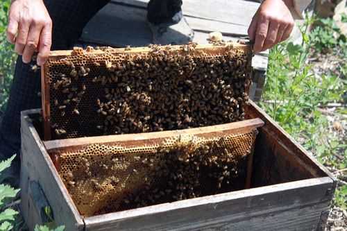 土养蜜蜂冬天怎么喂