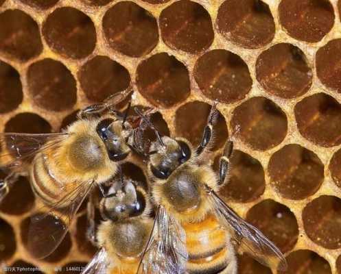 中蜂的雄蜂是什么样子的（中蜂雄蜂巢图片）