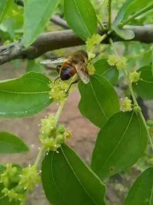 蜜蜂采枣花吗-采枣花蜜对蜂有什么伤害
