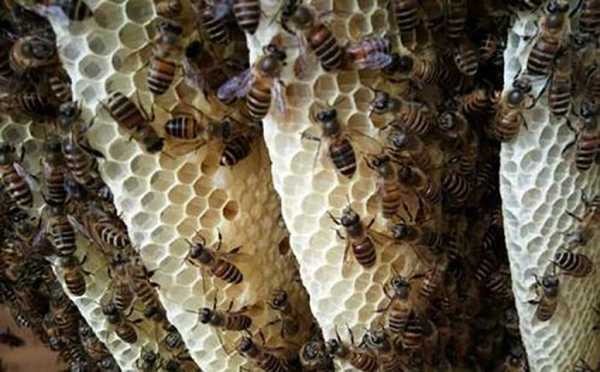 蜜蜂是几月份-蜜蜂什么季节造新脾好