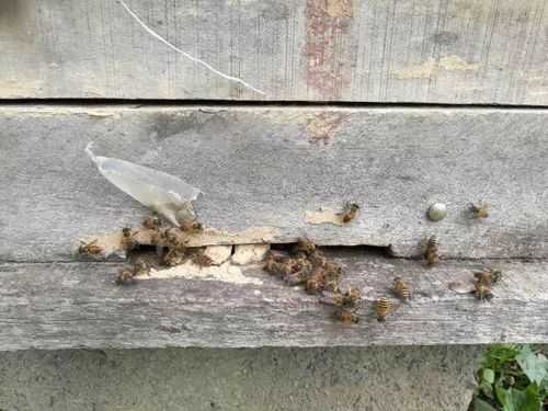  蜜蜂白恶病怎么治疗「蜜蜂的白恶病怎么办」