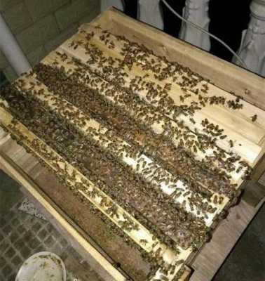  中蜂要喂养什么「中蜂喂养管理视频方法」