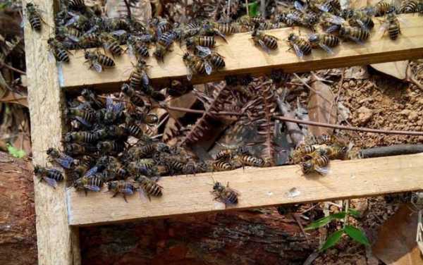 中蜂分群用什么改变气味,中蜂分蜂后怎么管理 