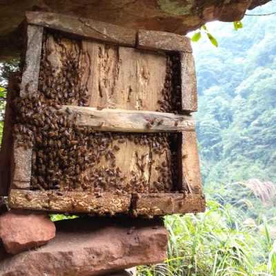  野生蜂蜜有什么用处「野生蜂蜜有哪些好处」