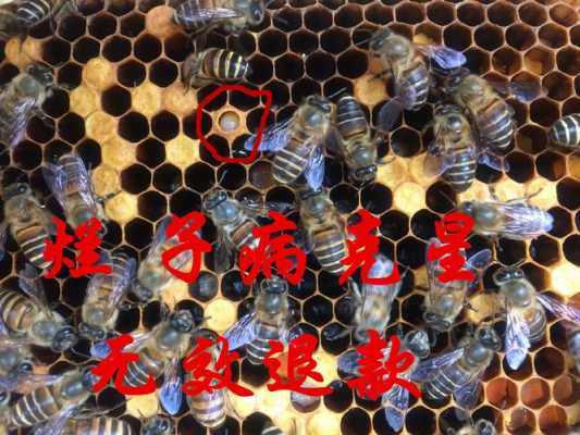 蜜蜂养殖都用什么药_蜜蜂养殖吃什么