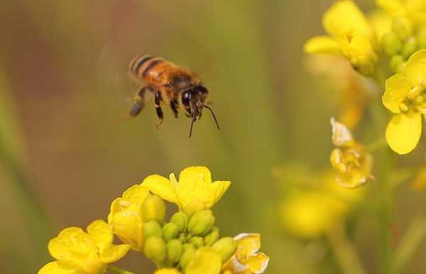大群蜜蜂乱飞是什么原因