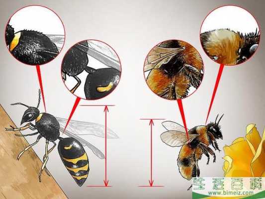 蜜蜂怎么分辨成熟_蜜蜂如何分辨