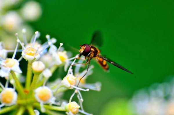 蜜蜂用什么采集和搬运花粉