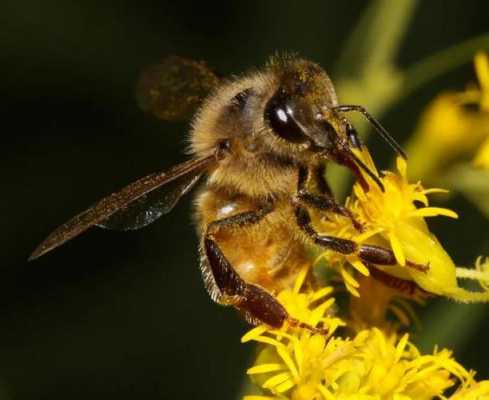 蜜蜂是怎么吸收花蜜的-蜜蜂用什么来接收蜂蜜