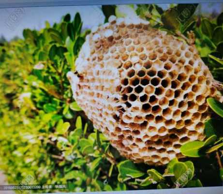  蜂巢的功能是什么「蜂巢的功能是什么功能」