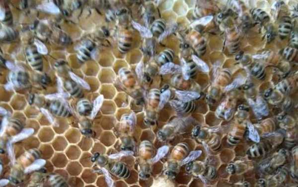  意蜂产什么花「意蜂哪个品种温顺」